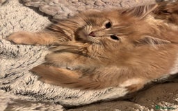 Maine Coon cats for sale: Beautiful Maine Coon kitten Boys - Image 8