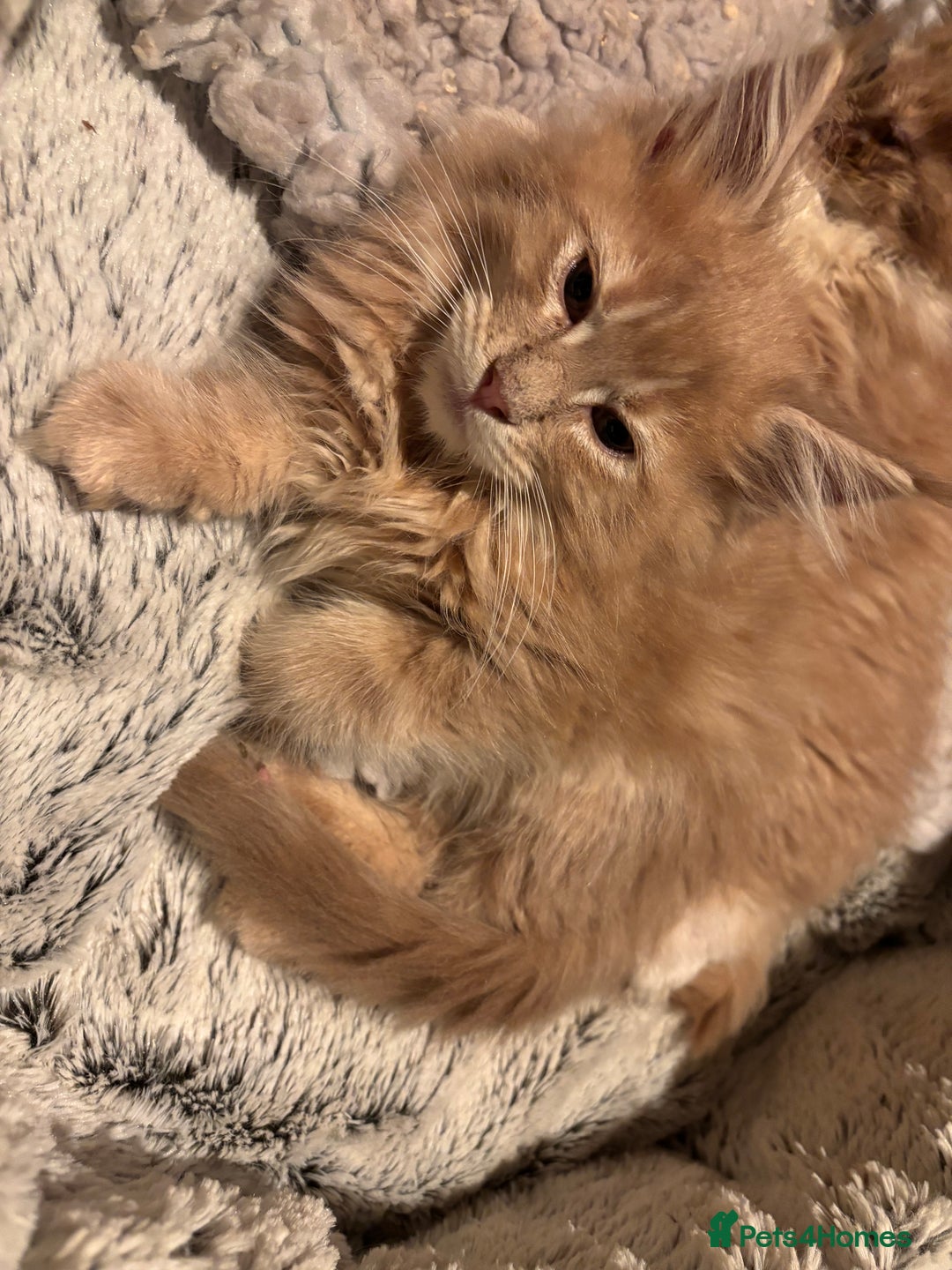 Maine Coon cats for sale: Beautiful Maine Coon kitten Boys - Image 8