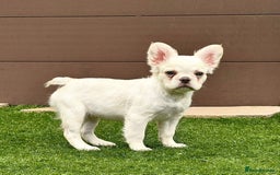 French Bulldog dogs for sale: female fluffy French bulldog 🩷 - Image 1