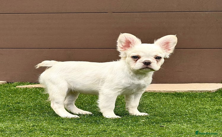 French Bulldog dogs - Advert 1