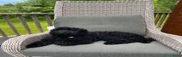 Cockapoo dogs for sale: Female cockapoo for re-home  - Advert 17
