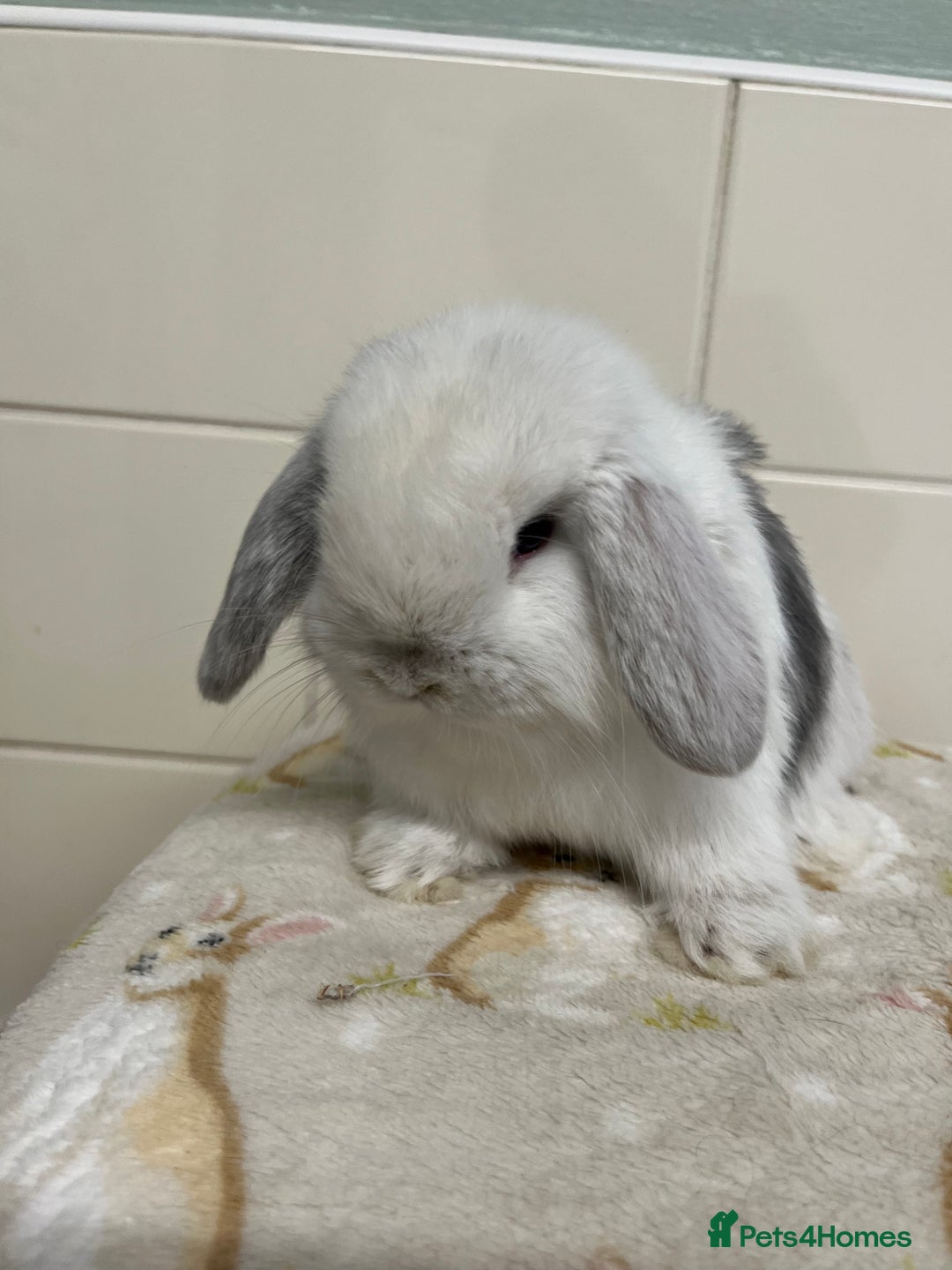 Mini Lop rabbits for sale: Stunning litter of mini lops ready soon  - Advert 9