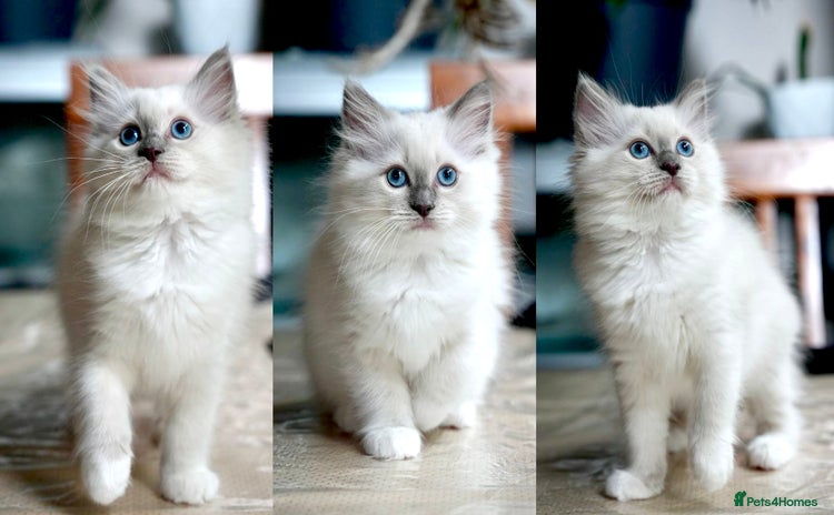 Ragdoll cats - Advert 12