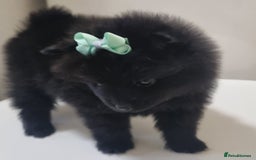 Pomeranian dogs for sale: Beautiful litter xxsmall teddy bear poms  - Image 20