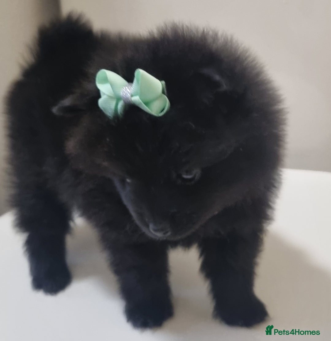 Pomeranian dogs for sale: Beautiful litter xxsmall teddy bear poms  - Image 20