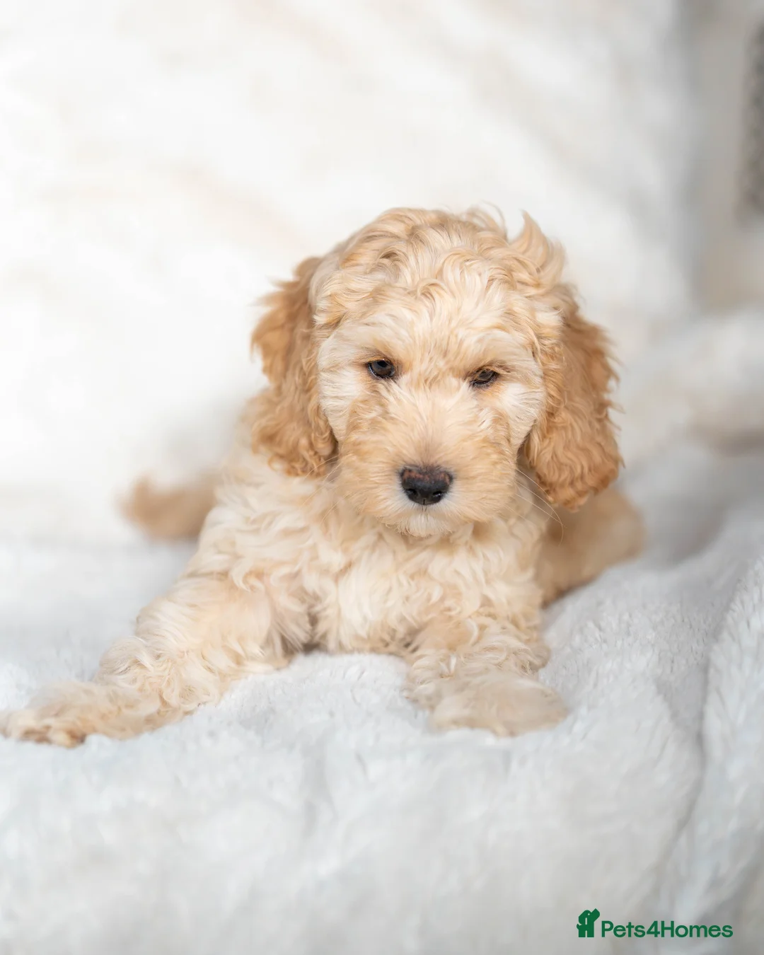 Cockapoo dogs for sale: 6 Stunning Cockapoo Puppies - Advert 11