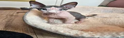 Sphynx cats for sale: Amaizing blue eye TICA & GCCF Sphynx Boy  🩷 - Advert 6