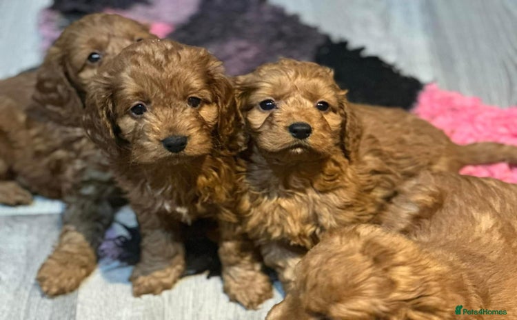 Cavapoo dogs - Advert 5