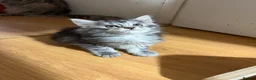 Maine Coon cats for sale: Maine coon kittens  - Advert 16
