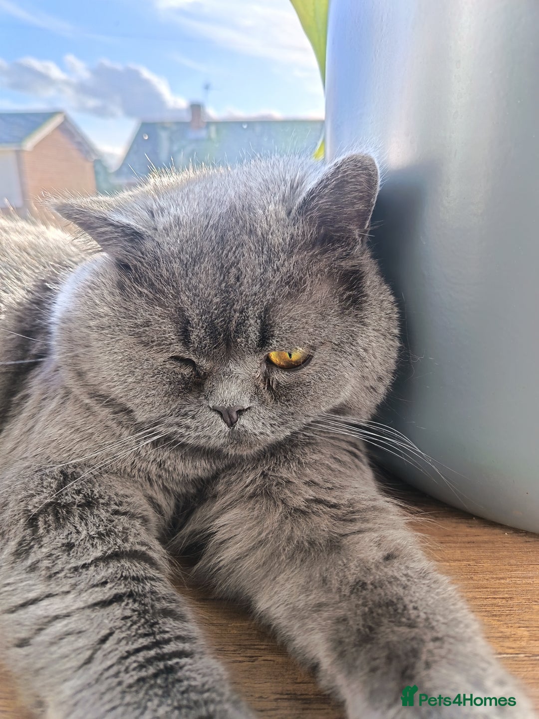 British Shorthair cats for sale: Gimli 2 yr Male BSH cross  - Advert 4