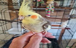 Cockatiels birds for sale: Hand tame cockatiels with cage - Image 8