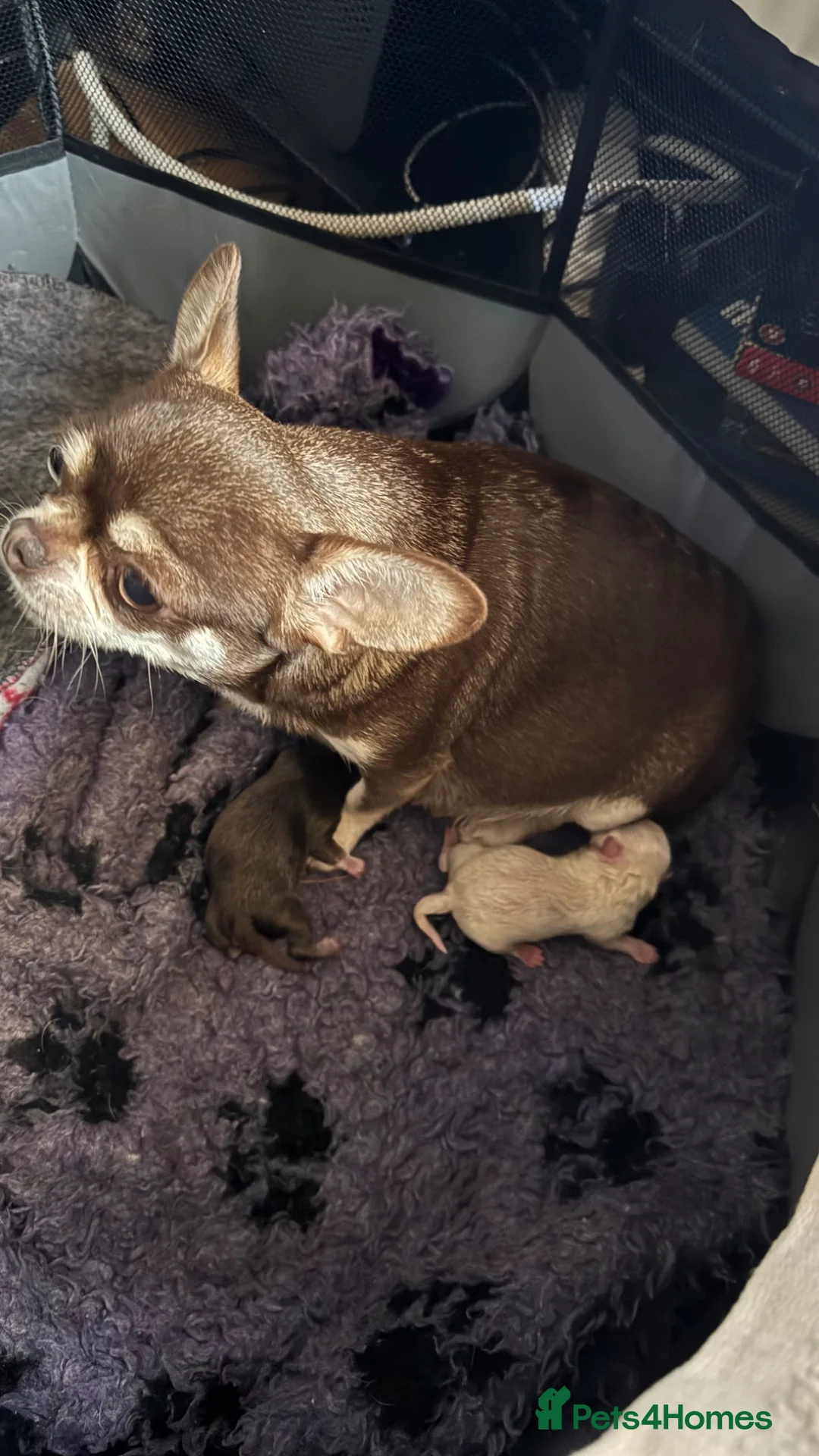 Chihuahua dogs for sale: 2 gorgeous boys - Advert 2