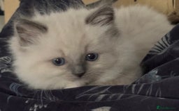 Ragdoll cats for sale: 5 Beautiful Ragdoll Kittens  - Image 30