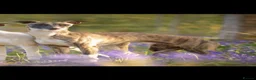 Whippet dogs for sale: Beautiful Whippet Puppies  - Advert 10