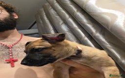 Belgian Shepherd Dog dogs for sale: Belgian malinois  - Image 2