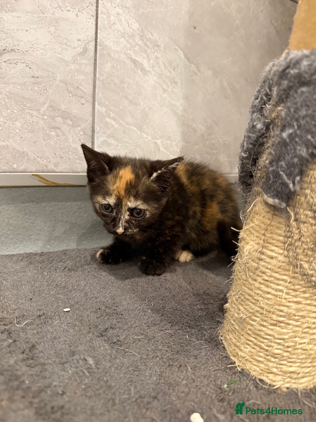 Mixed Breed cats for sale: 2 beautiful kittens left to find a home - Image 9