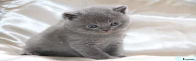 British Shorthair 4