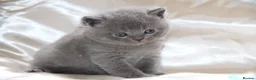British Shorthair cats for sale: British shorthair kittens  - Advert 10