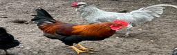 Chickens poultry for sale: Cockerel Light Sussex Wellsummer Lavender Araucana - Advert 7