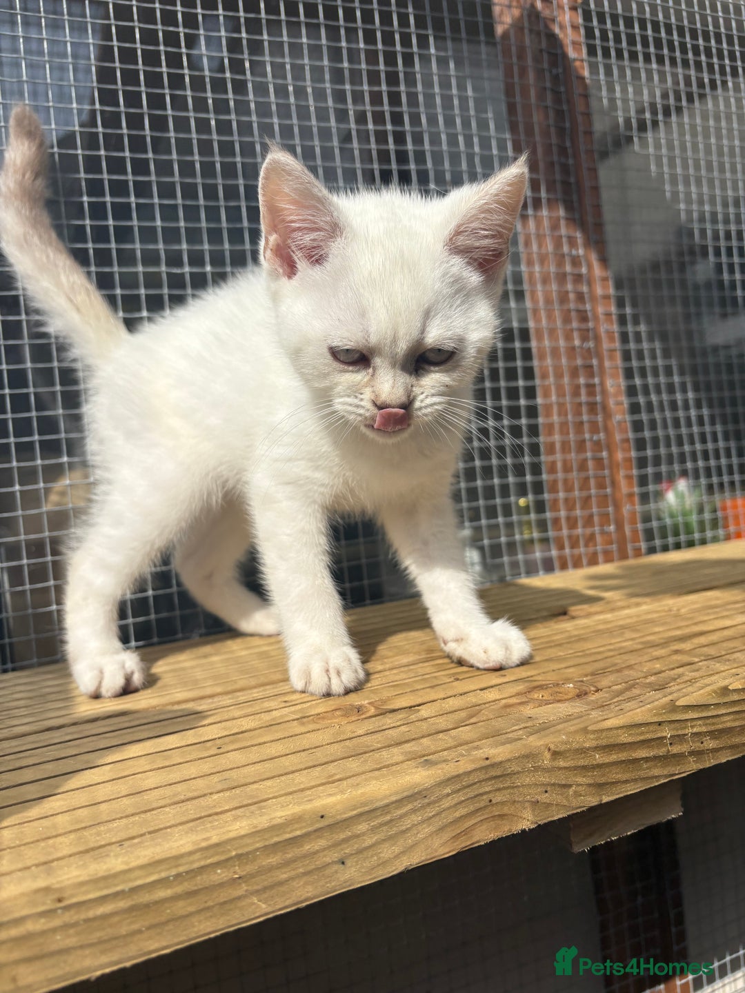 British Shorthair cats for sale: Kittens needing home now🐾 - Advert 7