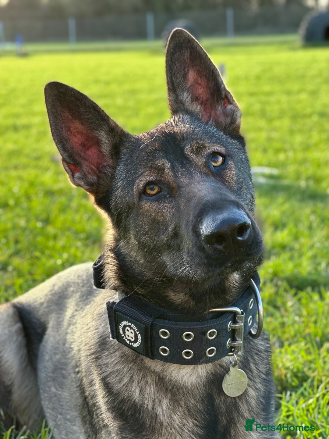 German Shepherd dogs for sale: Available working line female GSD  - Advert 5