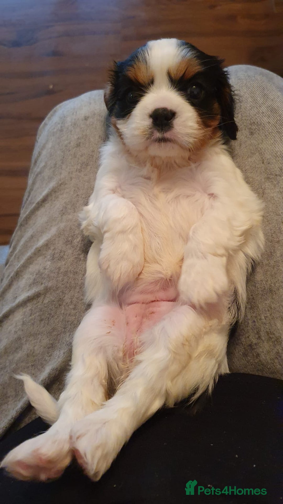 Cavalier King Charles Spaniel dogs for sale: Beautiful King Charles cavalier  - Advert 5