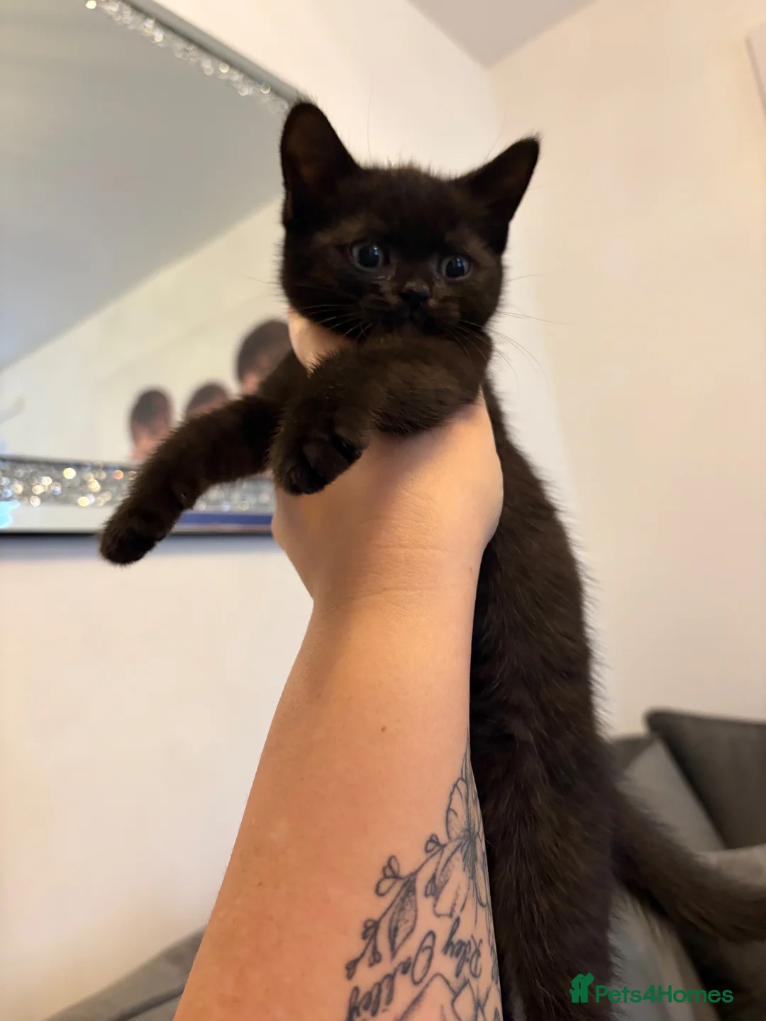 British Shorthair cats for sale: British shorthair cross kittens - Advert 2