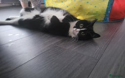 British Longhair cats for sale: FEMALE Cat 6yrs old (Minnie) - Image 2