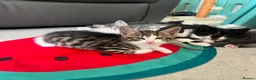 Maine Coon cats for sale: Gorgeous boys looking for their forever homes - Advert 2