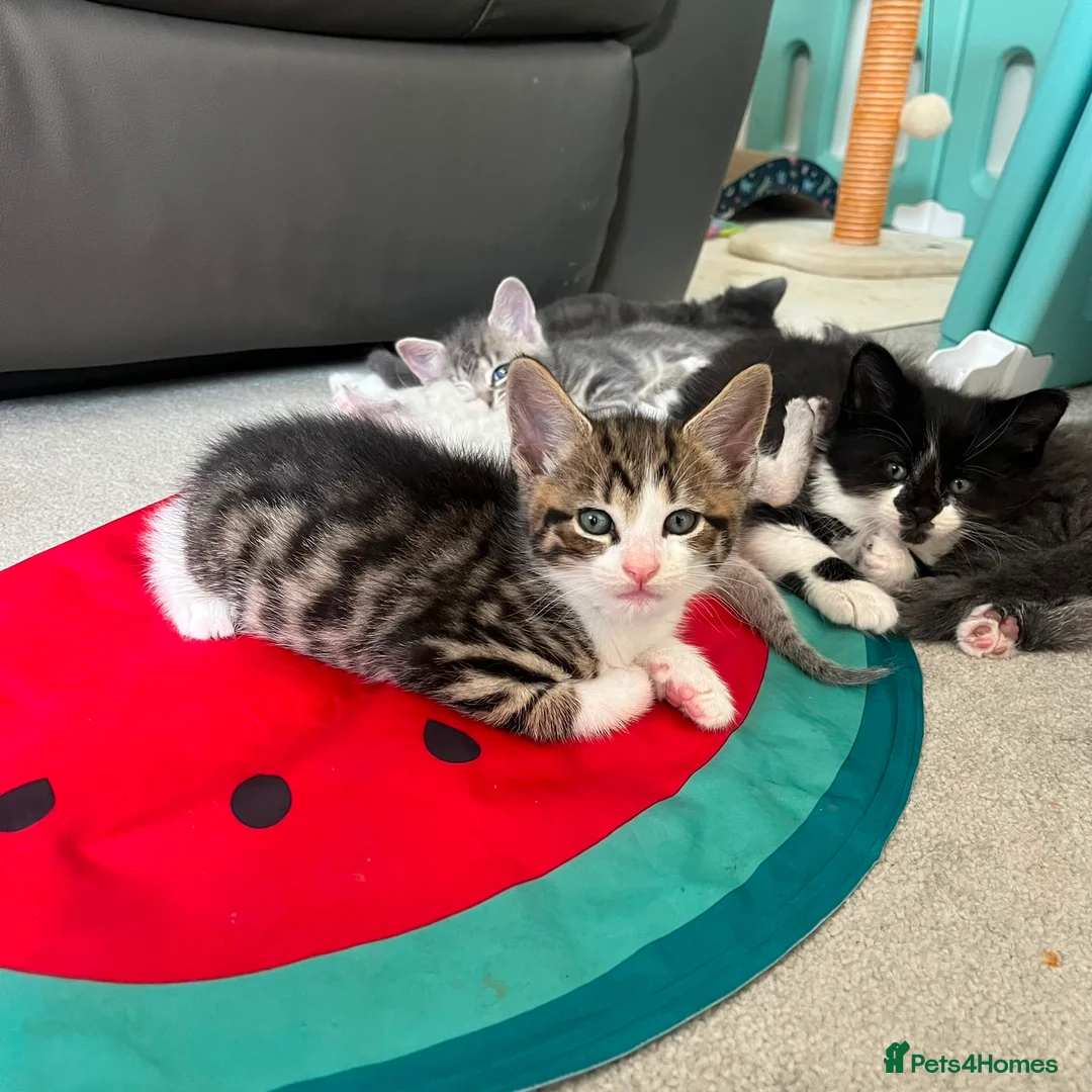 Maine Coon cats for sale: Gorgeous boys looking for their forever homes - Advert 2