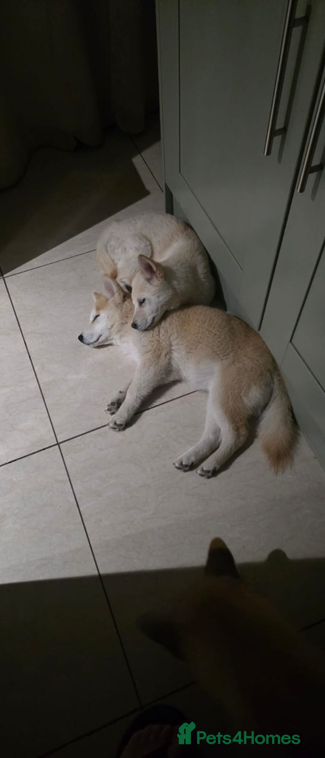 Mixed Breed dogs for sale: One Beautiful female chowski puppy  in Maesteg - Image 13
