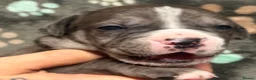 Mastiff dogs for sale: Mastiff hybrids  in Lancing - Advert 12