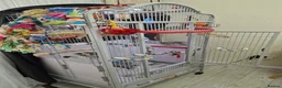 Parrots birds for sale: African grey parrot  - Advert 5