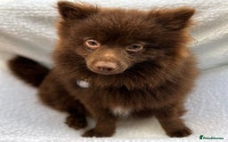 Pomeranian dogs for stud: Bear Pomeranian  - Image 1
