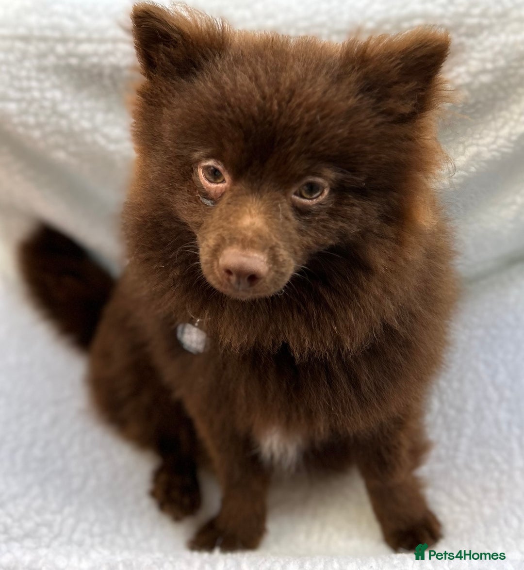 Pomeranian dogs for stud: Bear Pomeranian  - Image 1
