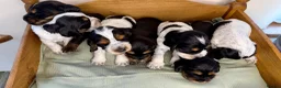 Cocker Spaniel dogs for sale: KC Show Cocker Spaniels  - Advert 24