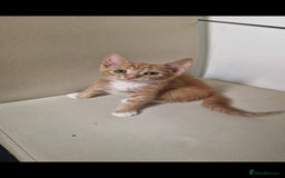 Mixed Breed cats for sale: 4 little kittens ( 3 ginger males+1 calico girl) - Image 6