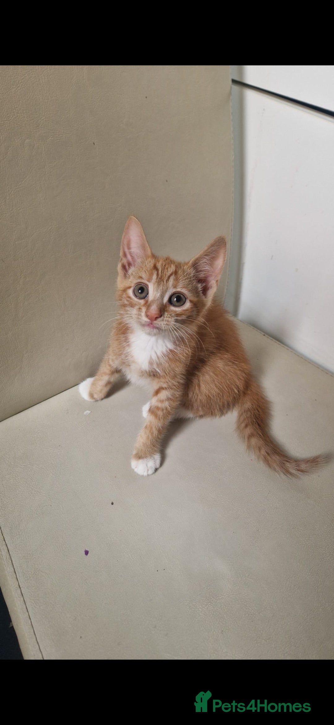 Mixed Breed cats for sale: 4 little kittens ( 3 ginger males+1 calico girl) - Image 6