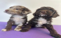 Cockapoo dogs for sale: Cockapoos ready now  - Image 7