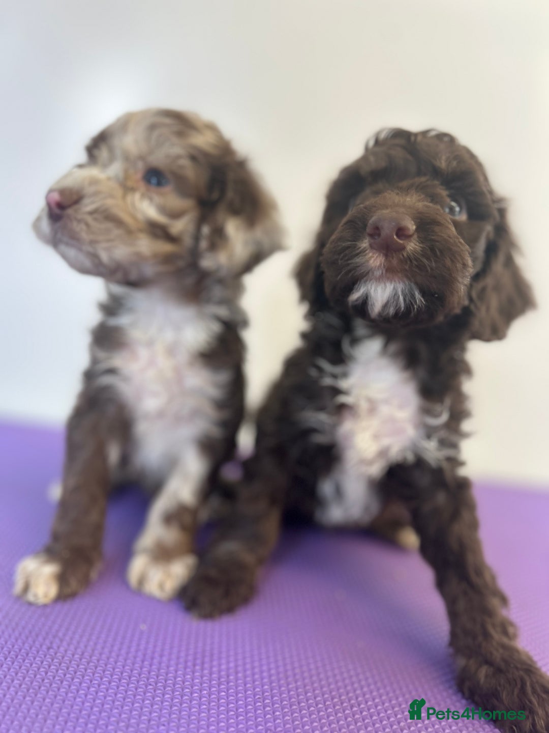 Cockapoo dogs for sale: Cockapoos ready now  - Image 7