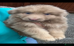 German Shepherd dogs for sale: Beautiful mixed coloured heath tested German sheps - Image 19