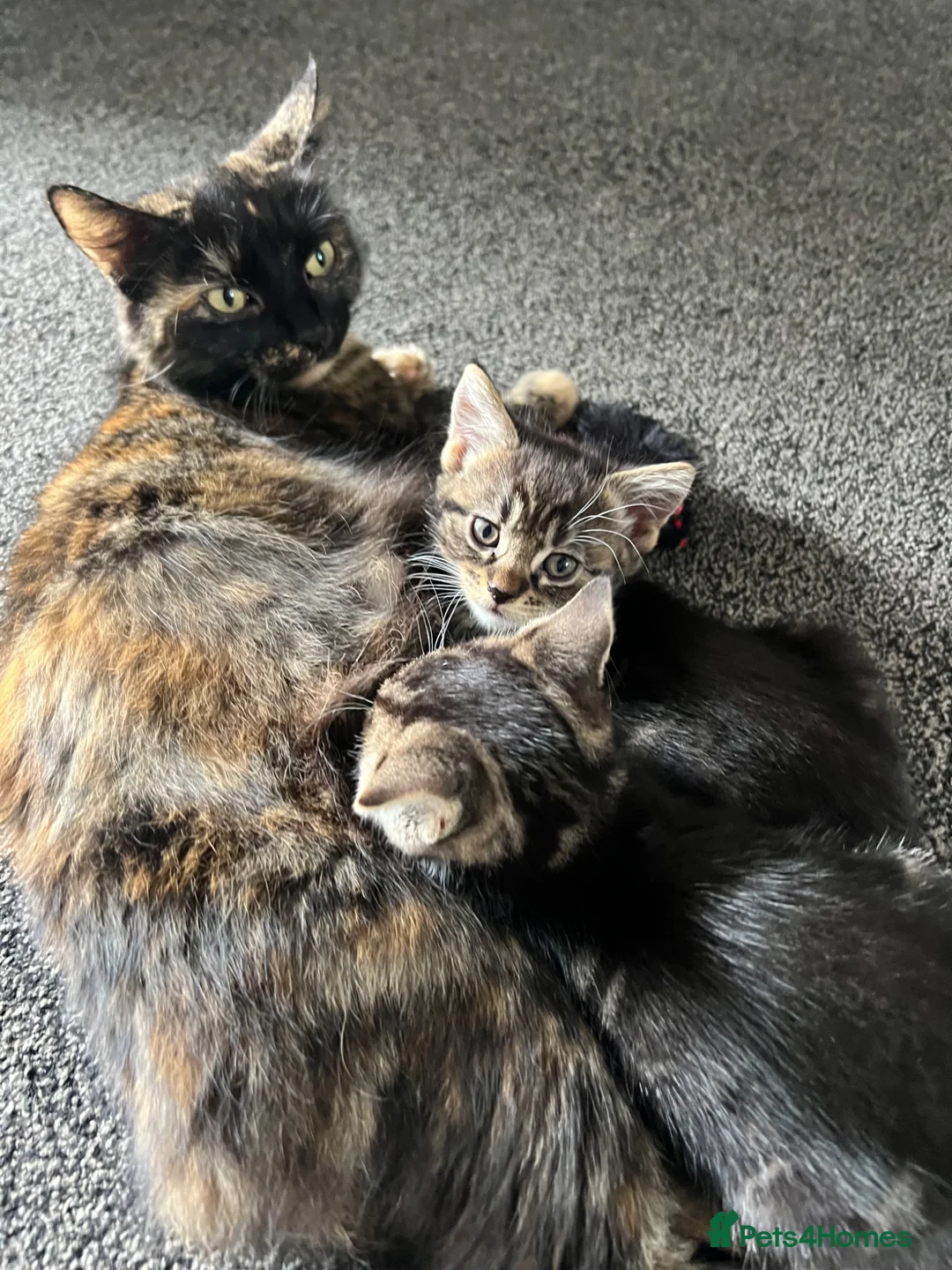 Mixed Breed cats for sale: Baby Girl Kitten for Sale 🐱 - Advert 5