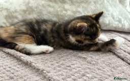 Persian cats for sale: Persian mixed kittens ready to find forever home  - Image 5