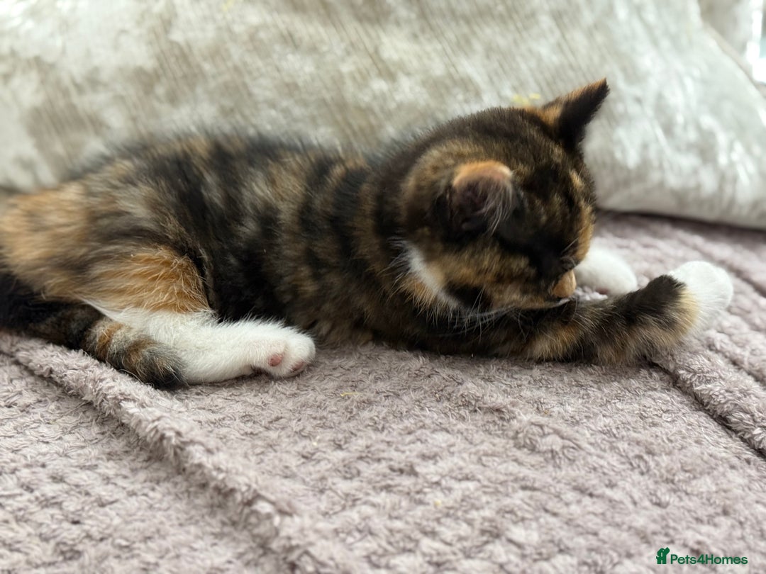 Persian cats for sale: Persian mixed kittens ready to find forever home  - Image 5