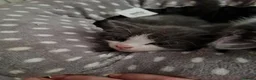 Mixed Breed cats for sale: Beautiful Plush, Fluffy Kittens - RAGBRITS CROSS - Advert 32