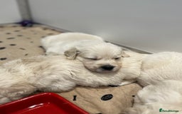 Golden Retriever dogs for sale: Stunning quality golden retriever puppies - Advert 11