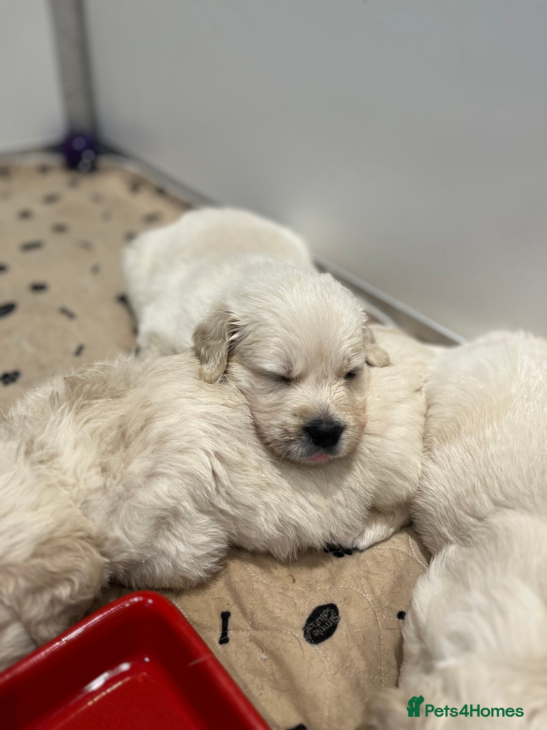 Golden Retriever dogs for sale: Stunning quality golden retriever puppies - Advert 11