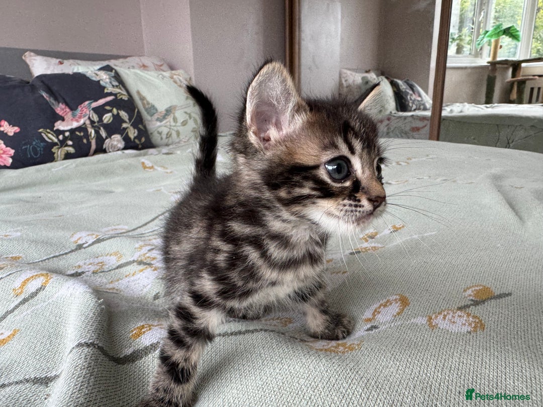 Bengal cats for sale: Bengal kittens 4 pure bangals 5 bengal x kittens - Image 5