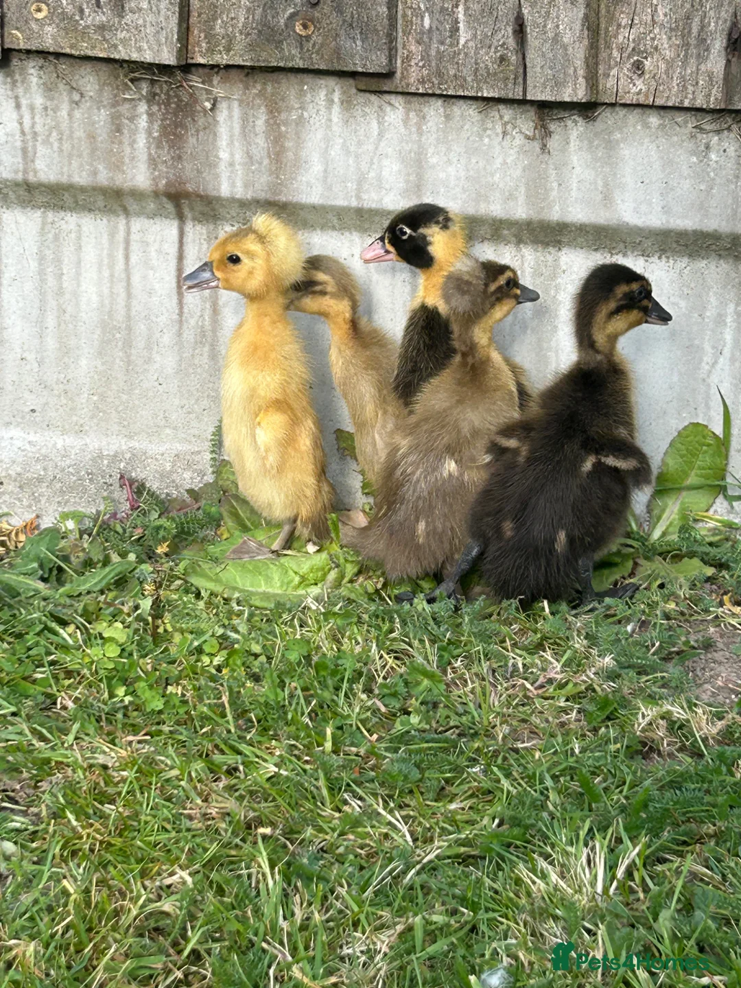Ducks poultry for sale: Females runner ducklings  in Attleborough - Advert 2