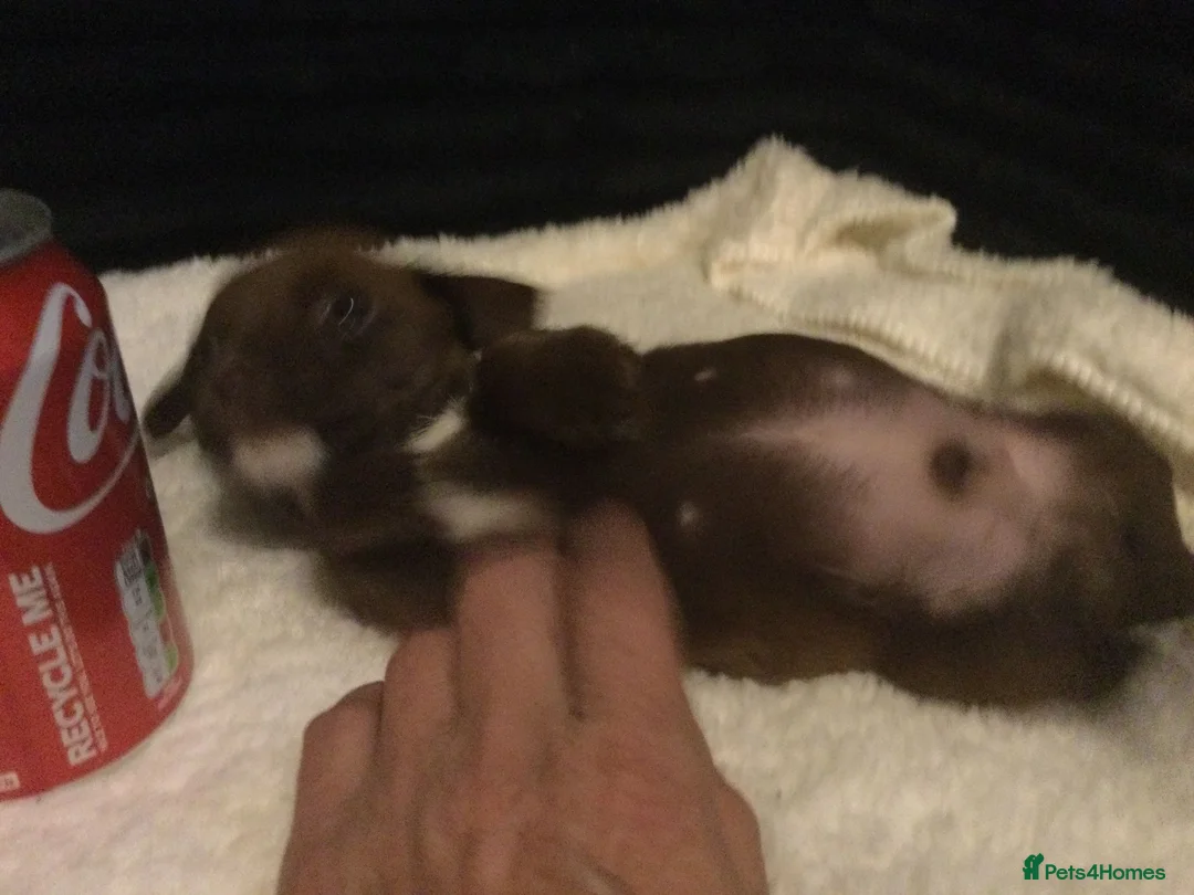 Mixed Breed dogs for sale: super tiny pups  - Advert 17